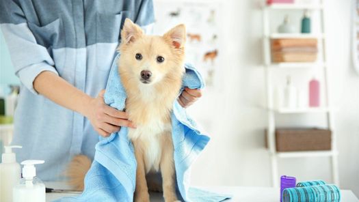 At our salon, we shampoo, condition and style your dog’s coat. 