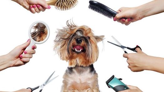 The many ways we can groom your pet